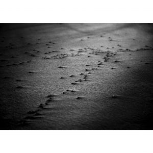 Traces n°41