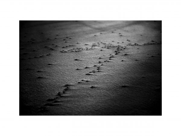 Traces n°41